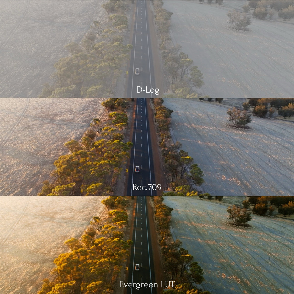 Evergreen LUT Collection